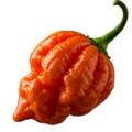 Ghost Pepper Olive Oil - Tubac Gourmet Foods